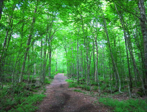 Adirondack Habitats:  Deciduous trees along the Jenkins Mountain Trail at the Paul Smiths VIC
